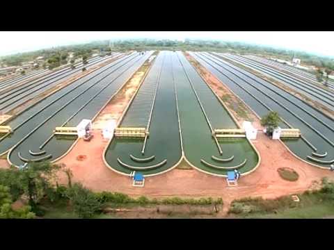 Parry Nutraceuticals   Organic Spirulina Manufacturing Process