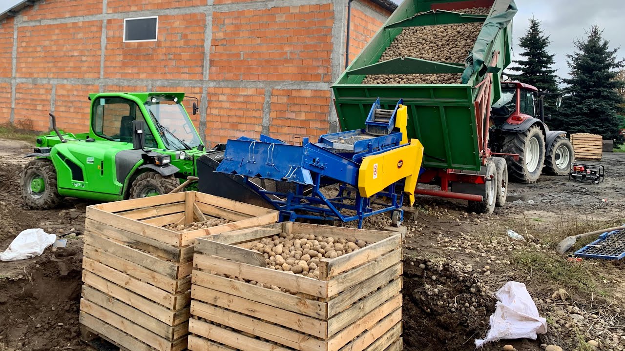 #408- Sortowanie ziemniaków!