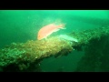 Snorkeling in Orange Beach, Alabama - YouTube