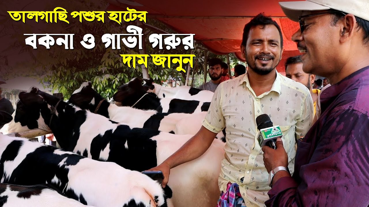 947-গাভী গরু ও বকনা গরুর দাম জানুন, সিরাজগঞ্জ,র.ই মানিক চিত্রপুরী  R.I.Manik.Chitrapuri Krishichitra