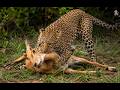 Leopard's Deadly Hunt Caught on Camera | Nature's Ultimate Predator