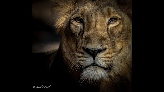 Lioness and her cubs enjoying their big fat meal (Buffalo) | Gir Gijarat |