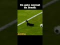 Masum futbol gatuno cat football gato messi jugando viral gol brasil argentina