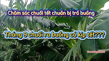 Chăm sóc chuối tết chuẩn bị trổ buồng, tháng 9 âm lịch chuối ra buồng có kịp tết ???