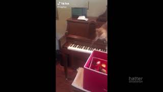 cat plays yeah by usher on piano