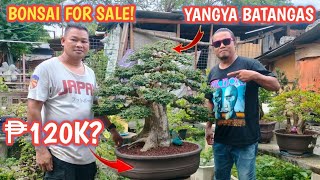 Bernies Bonsai Gardenu.p. Diliman Bonsai Societybonsai For Sale