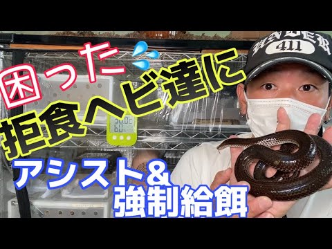 野生のヘビ達にアシストからの強制給餌してみた 初めての事に悪戦苦闘 ボールパイソン サンビームスネーク アオダイショウ ワイルド 飼育 拒食 Youtube