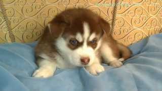 Щенки Сибирский Хаски питомник Крылатки Wingsdog.ru Щенки Сибирский Хаски питомник Крылатки Wingsdog.ru