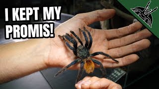 Making A Spacious Enclosure For Mature Male Tarantula