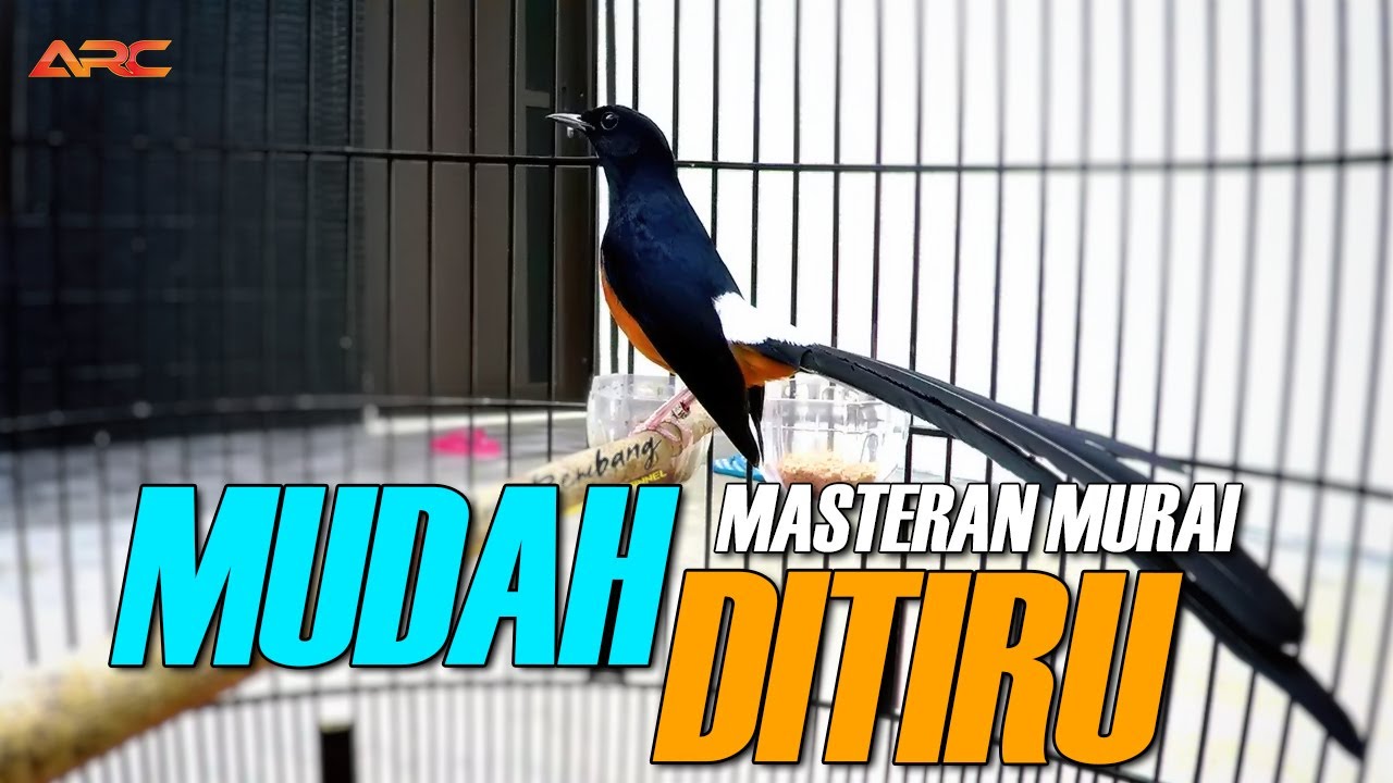 MUDAH DITIRU !! MASTERAN MURAI BATU FUL MATERI NGEROL DAN TEMBAKAN