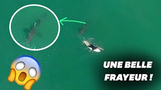 Ce surfeur australien échappe miraculeusement à un requin