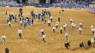Houston Calf Scramble March 4 2023