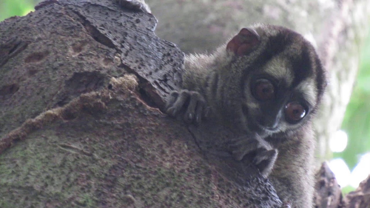 Martejas en su Hábitat (San Sebastian de Mariquita)