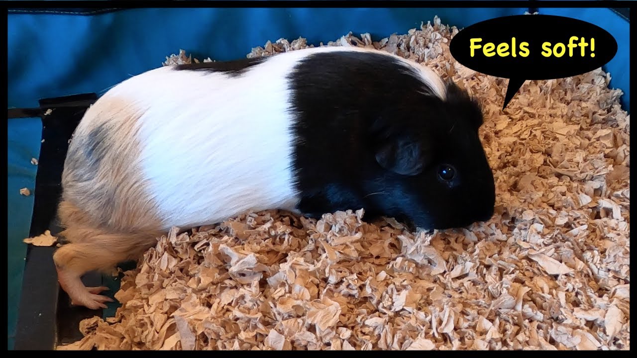 paper bedding for guinea pigs