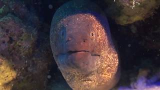 Dahab, Eel Garden 02/05/2018