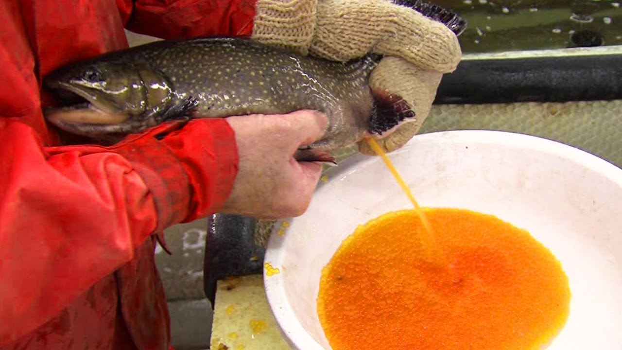 Amazing Fish Eggs Harvesting - Automatic Salmon Egg Fertilization Process 