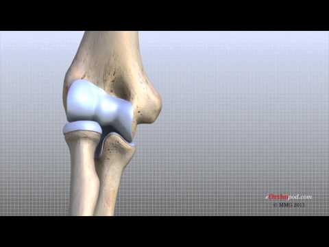 Video: Elbow Anatomy, Pictures & Area - Kroppskart