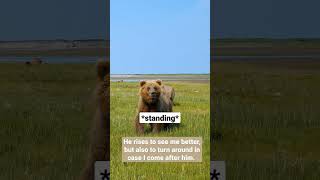 Bear Cubs Get A Warning! Mom's Reaction Will Shock You #alaska #bearviewing #bear #grizzlies