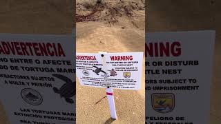 This is what a Sea Turtle Nest looks like on the beach in Puerto Rico.