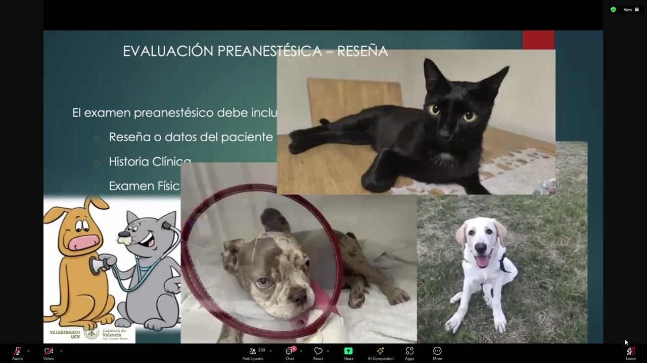 Examen Pre anestésico en perros y gatos