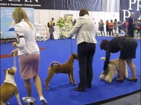 Выставка собак 3 ноября 2024. Выставка собак реклама. Город собак экспофорум. Выставка собак 3 ноября 2024. Кубок ркф.