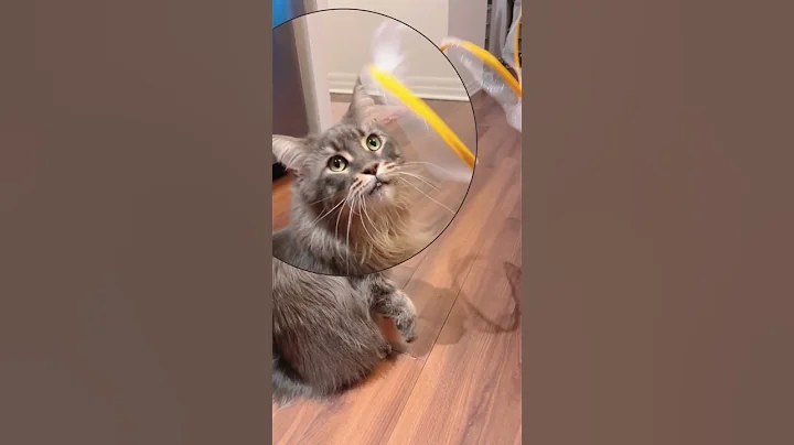 Watch the video about Kitty's Love Affair with the Bouncy Tunnel Toy #catbreed #cattoys