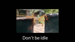 8.World's most hard working animals-THE ANTS ...........HOPE is always there in every misery....