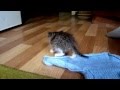 Котенок с улицы, его первый день дома (Kitty from the street, his first day at home, explores)