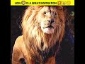 Lion  is a great inspiration shorts youtubeshorts youtubeshortstelugu lionattitudestatus
