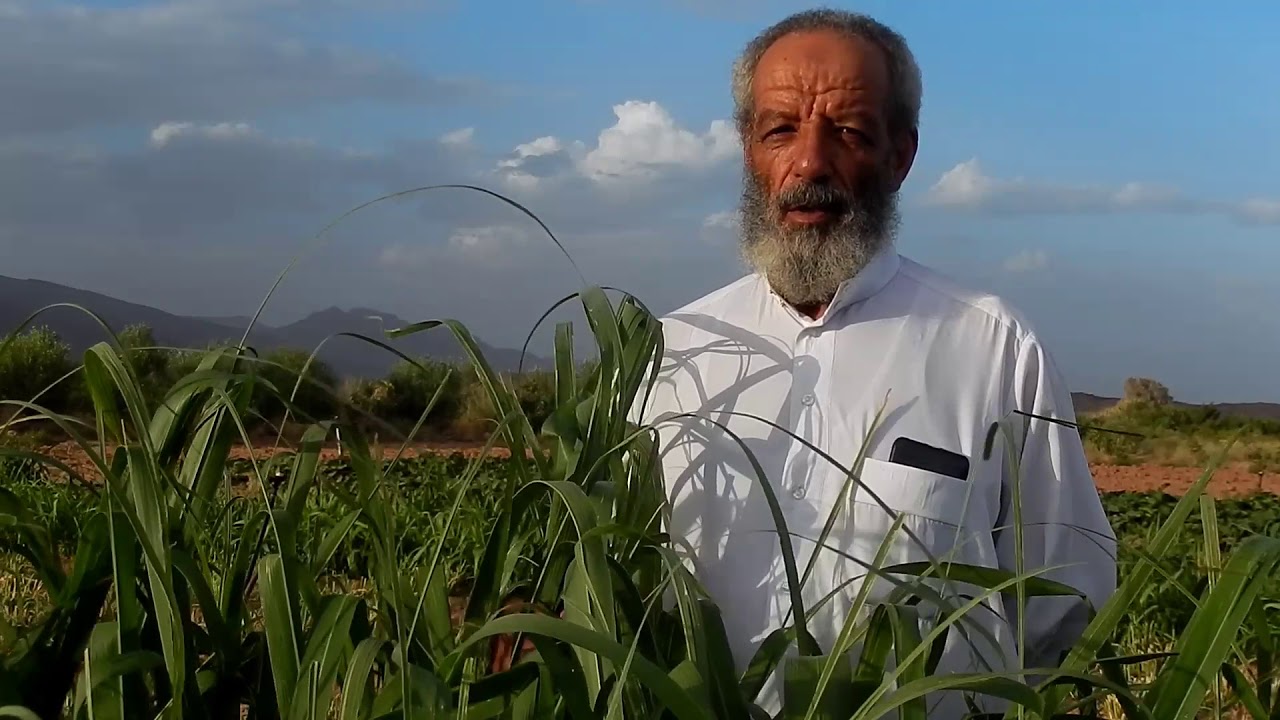 العشبه المباركة البانيكوم للموالين والمزارعين التحربه بولاية النعامة جنين بورزق