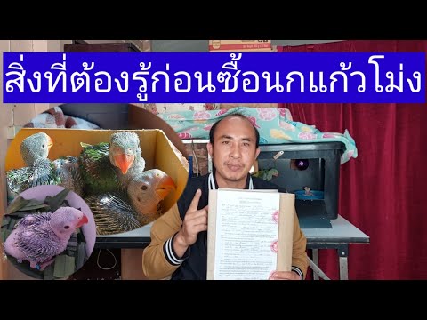 จะซื้อนกแก้วโม่งต้องรู้สิ่งนี้ก่อน