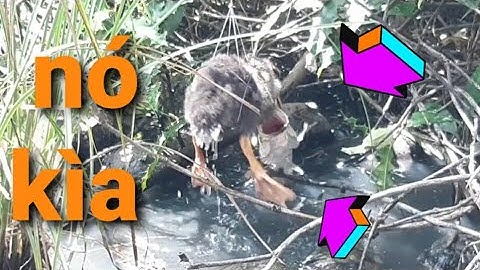 câu vịt // câu cá lóc bằng vịt gặp ổ khối đèn ao nhà lại lên cá bự..