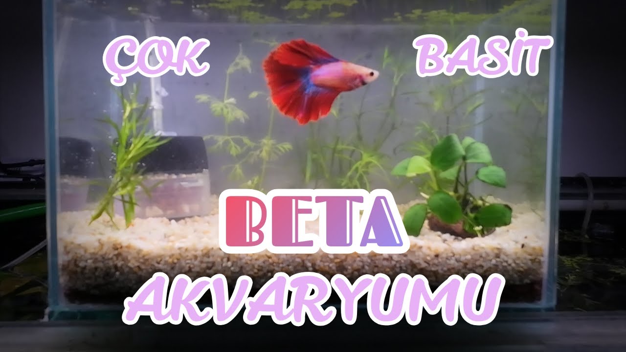 ÇOK BASİT BETA AKVARYUM KURULUMU