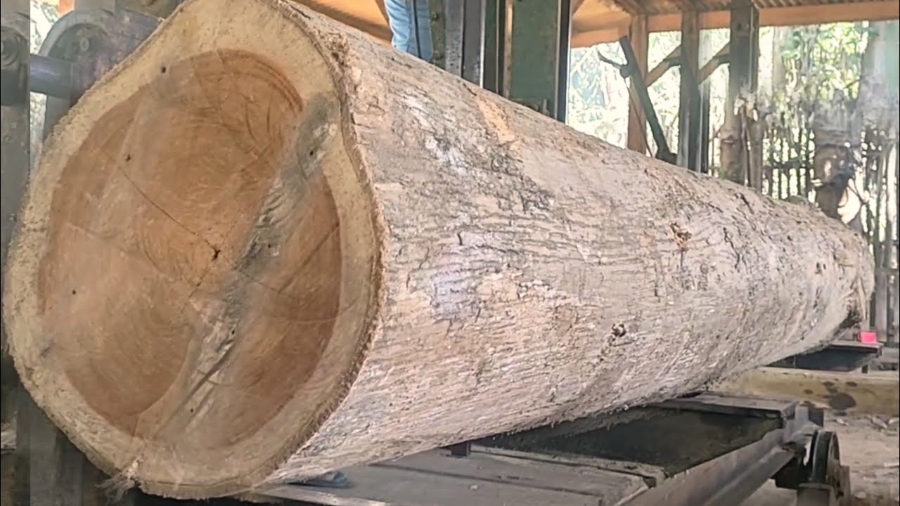 Super teak wood is made into expensive boards for the sultan at the sawmill