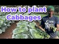 Cabbage Farming In Kenya Full Planting Guide For High Yield