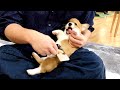 赤ちゃんコーギーはじめてブラッシングした反応が可愛すぎる
