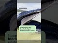 Humpback whale beached at K'gari safetly returns to ocean | ABC NEWS