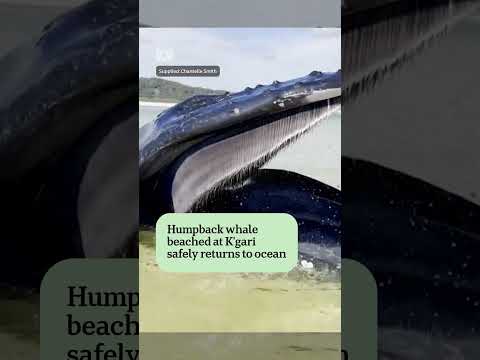 Humpback <strong>whale</strong> beached at K'gari safetly returns to ocean | ABC NEWS