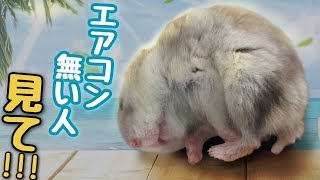 エアコン使えない人の為のハムスター飼育方法