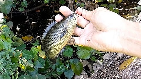 Câu Cá Rô Đồng/quay lại điểm câu củ giật run tay,rô mập ú,thấy mê#tanhungmientay #cauca