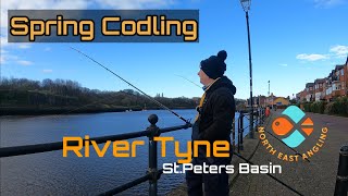 River Tyne. St Peters Basin. Can I find a sizeable Codling?
