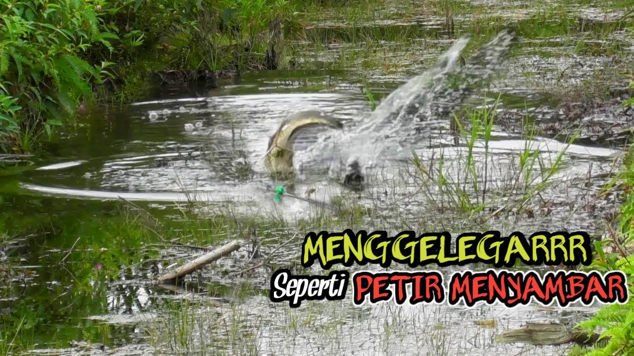 MENGGELEGARR !! MANCING CASTING IKAN GABUS SEPERTI PETIR MENYAMBAR DI SIANG BOLONG #AS-127