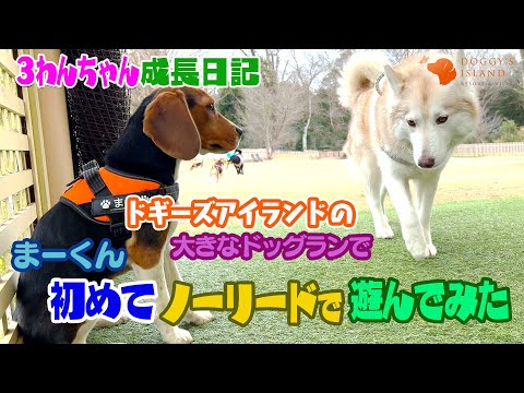 ドキドキ💓ノーリードでドッグラン！大きな犬種のわんちゃんと遊べる