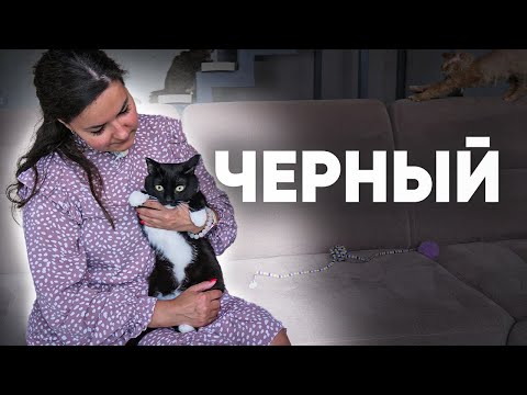 История кота по кличке Черный. Как кот попал в приют? Ищем семью для черного кота.