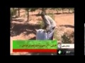 برداشت عناب سیوجان