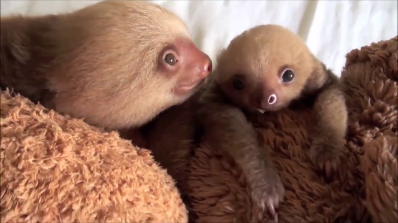 Baby Sloths YouTube