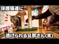 保護野良猫兄弟に可愛くてちょっかい出し逃げられる旦那さん(笑) #猫 #保護猫 #cat