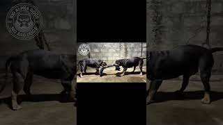 4Am Grind With Freya And Draco Tug Of War Before The Suns Up No Excuses, No Backing Down.