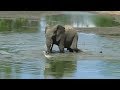 Male elephant splashes bird with water to show off his dominance
