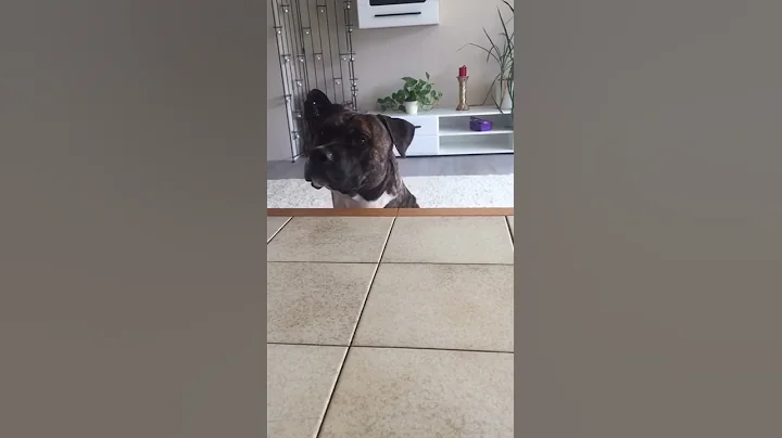 Bouncer